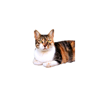Charming Tabby Cat Lounging Outdoors In İStanbul, Perfect For Pet Lovers. 17167 - Cat PNG image with transparent background